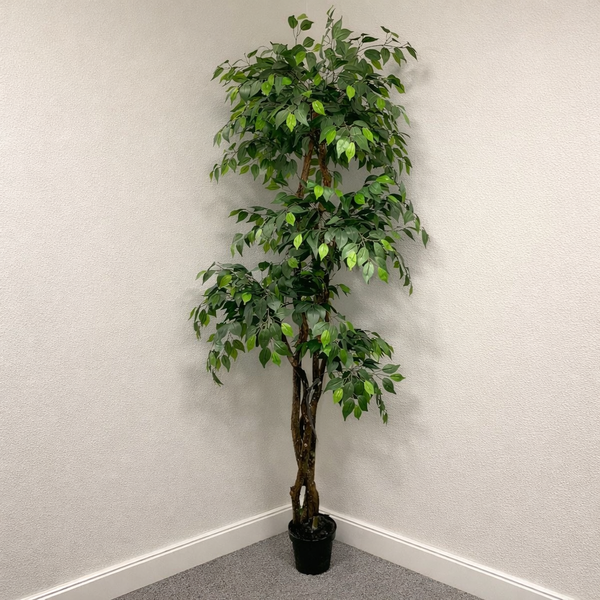 6.5'' Artificial Ficus Trees