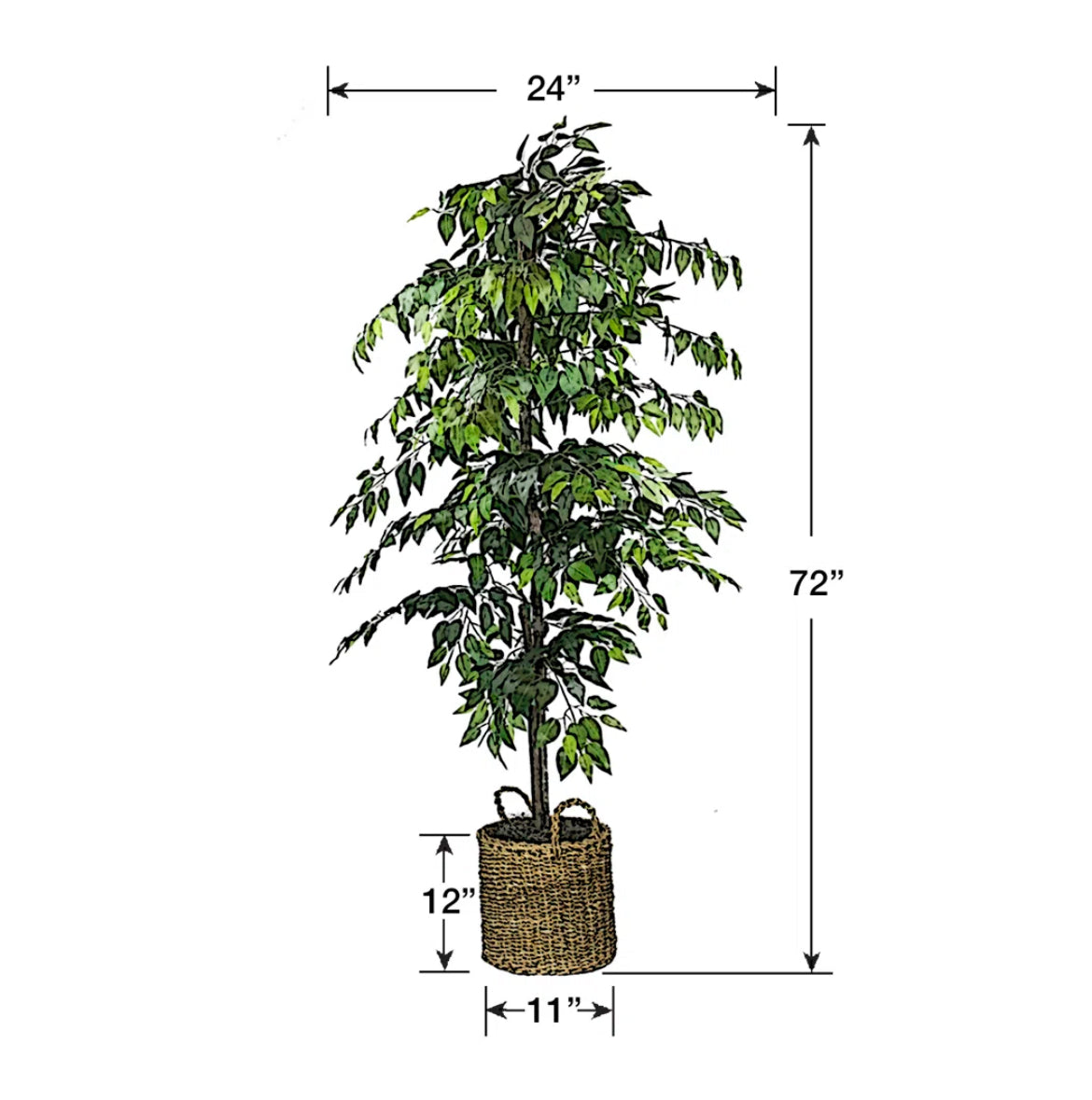72" Ficus Tree in Basket