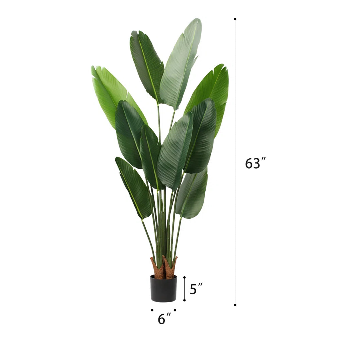 Banana Leaf Tree
