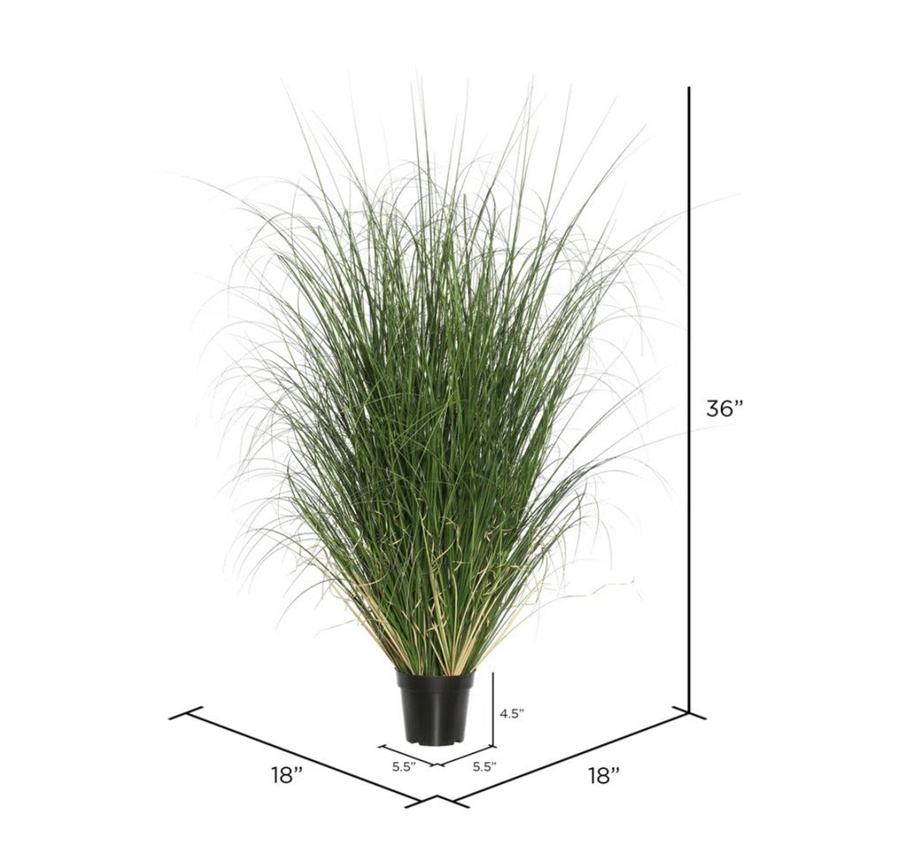 Potted Green Curled Grass