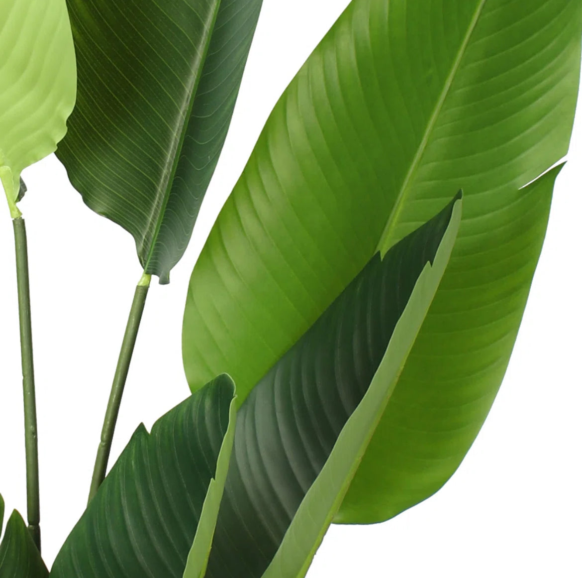 Banana Leaf Tree
