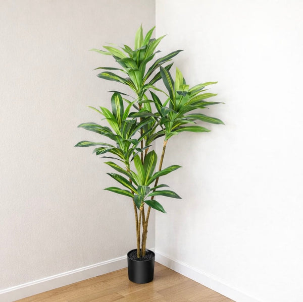 Modern Dracaena Tree in Pot