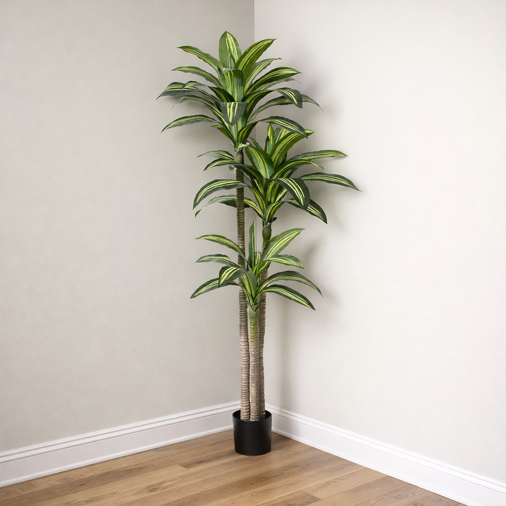 Dracaena Tree in Pot