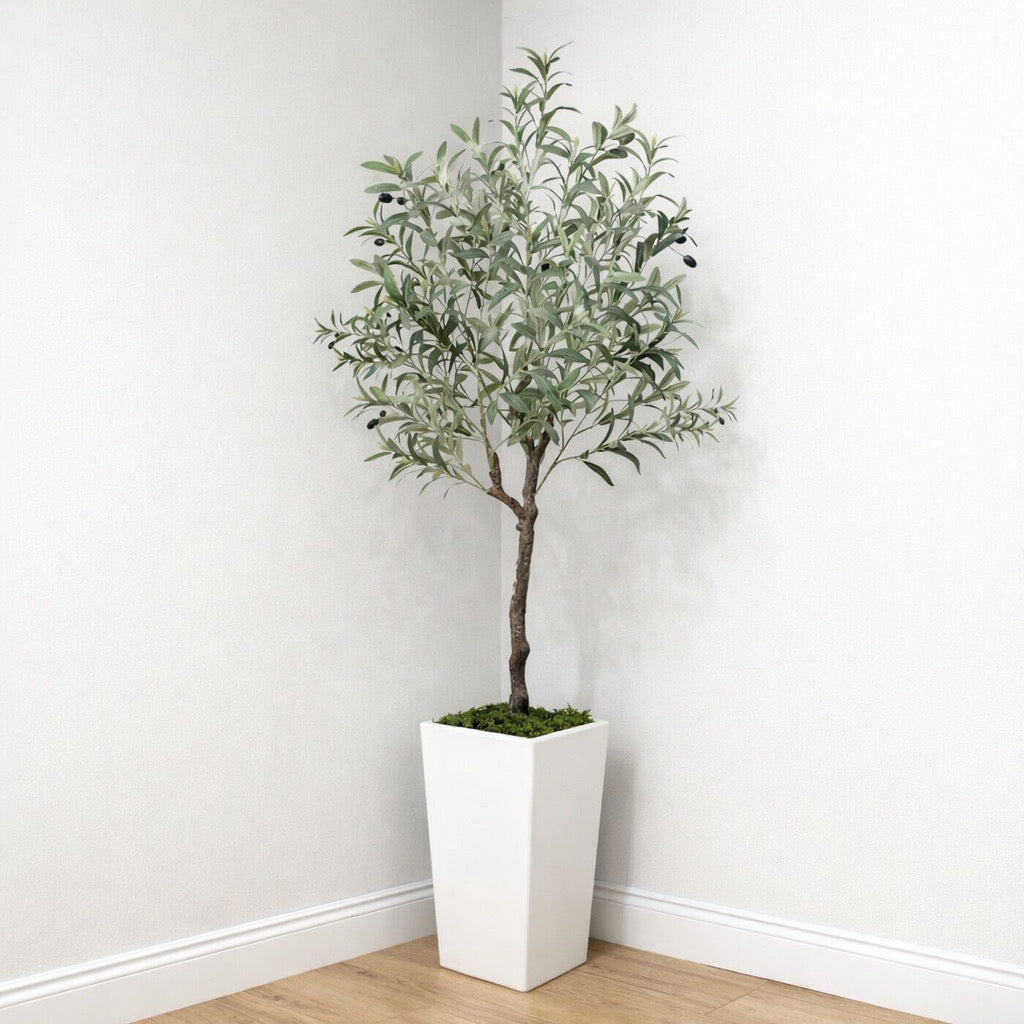60” Olive Tree in White Planter