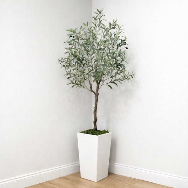 60” Olive Tree in White Planter