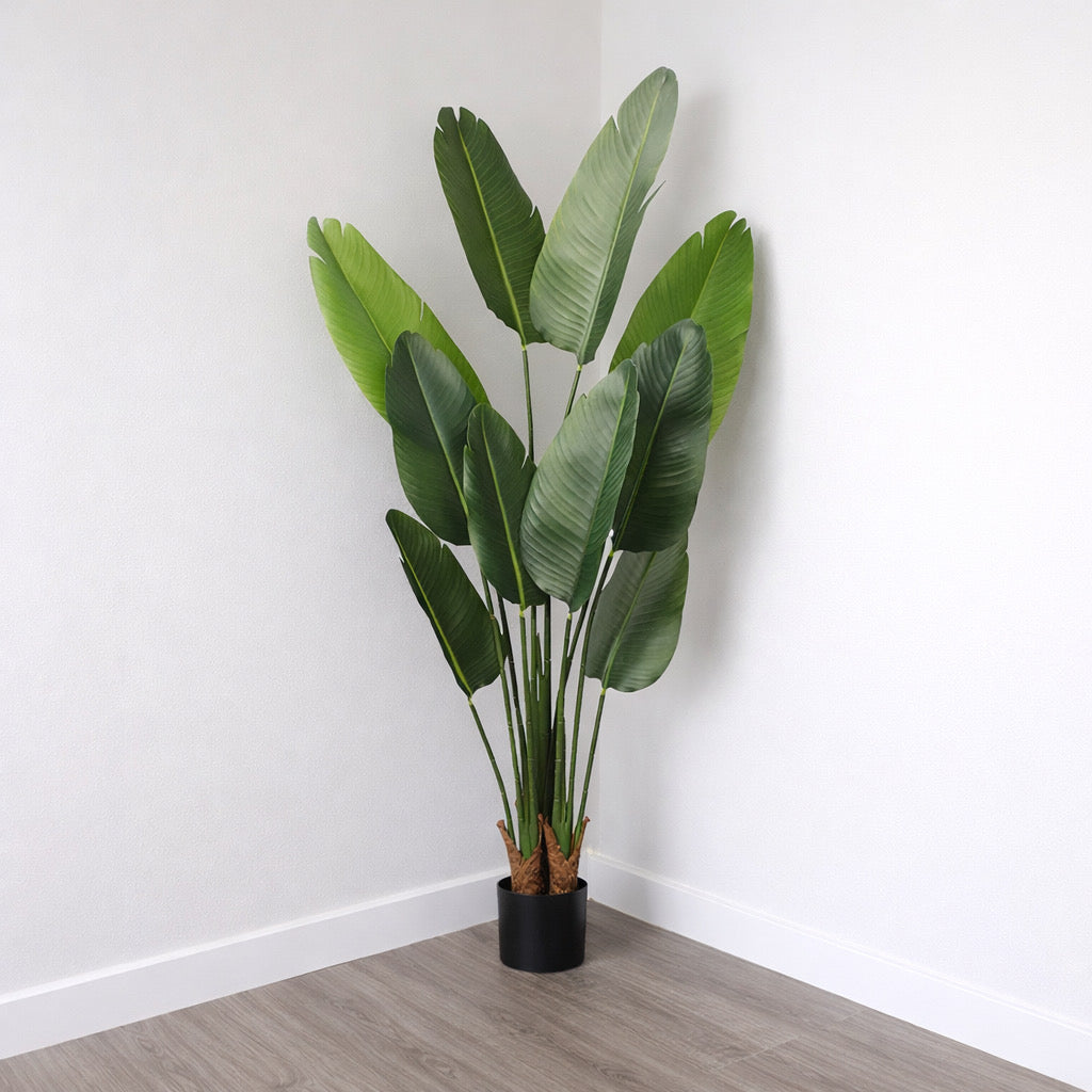 Banana Leaf Tree