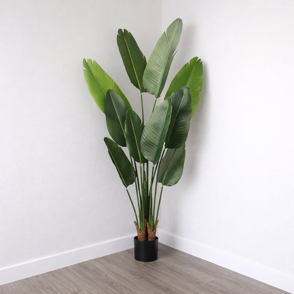 Banana Leaf Tree