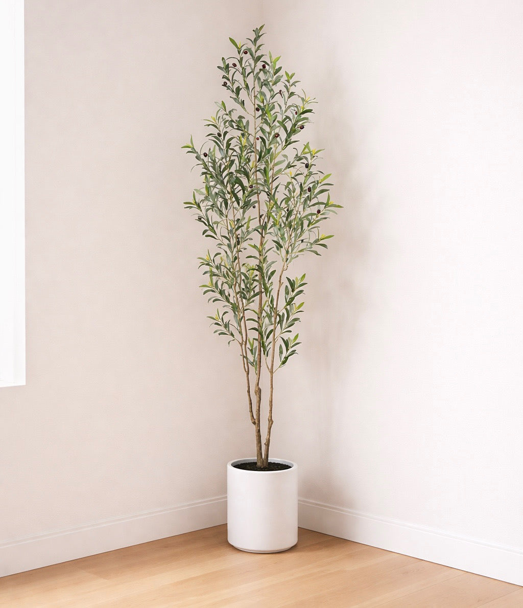 Olive Tree in White Planter