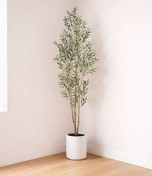 Olive Tree in White Planter
