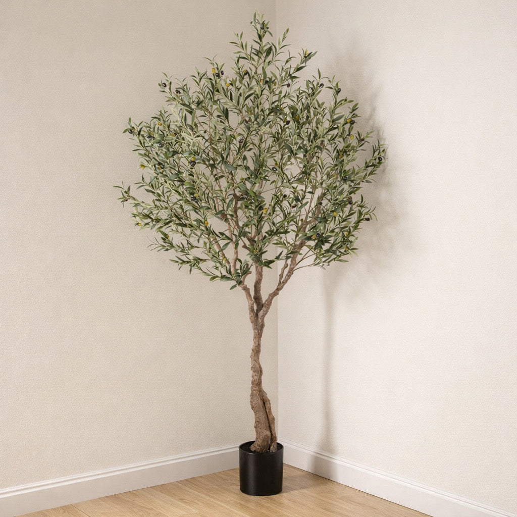 84” Olive Tree in Pot