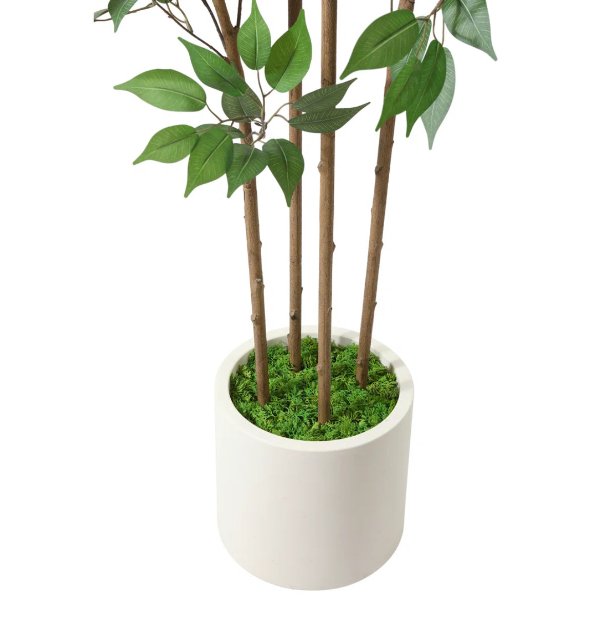 Ficus Tree in White Planter