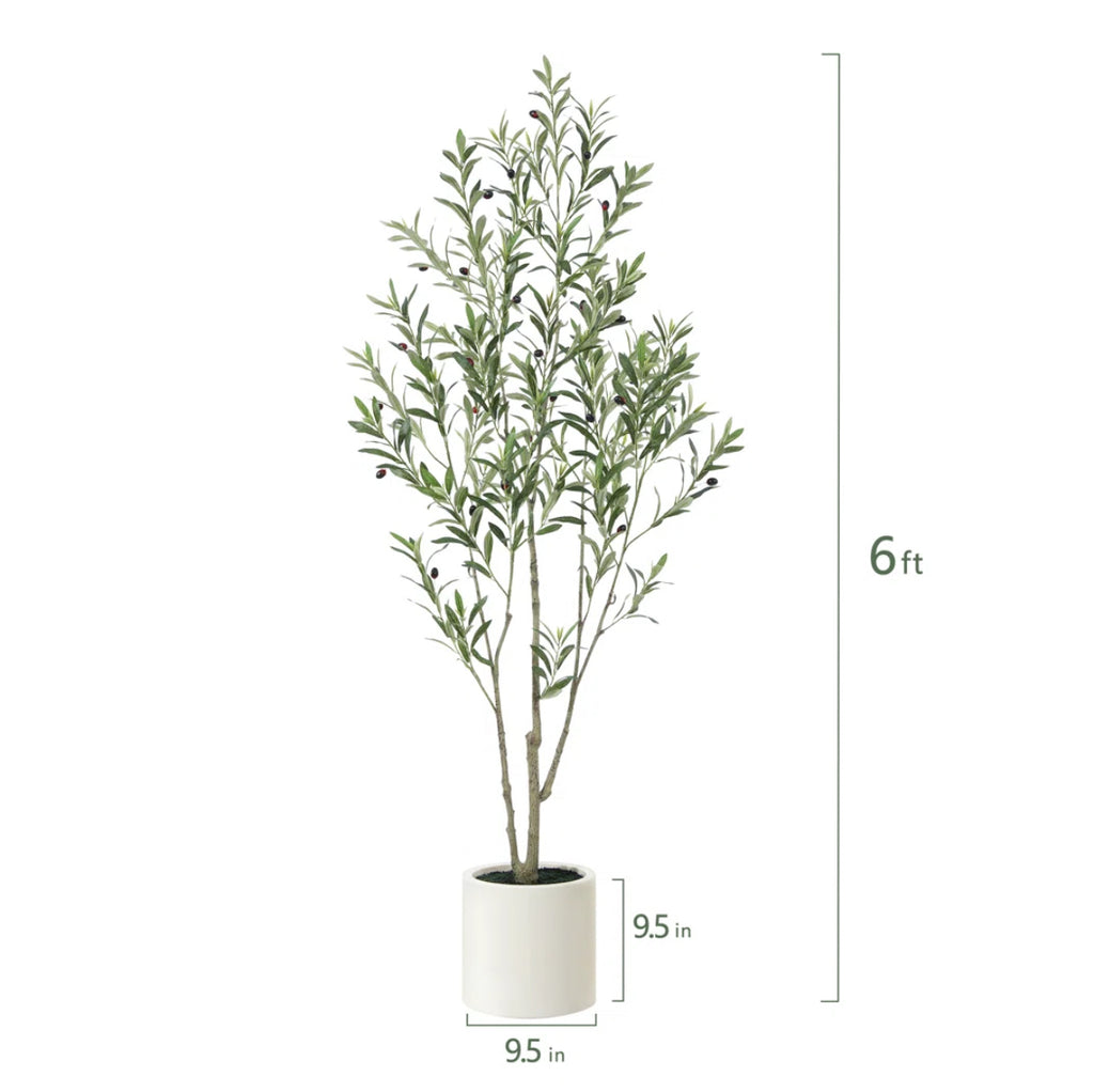 Olive Tree in White Planter