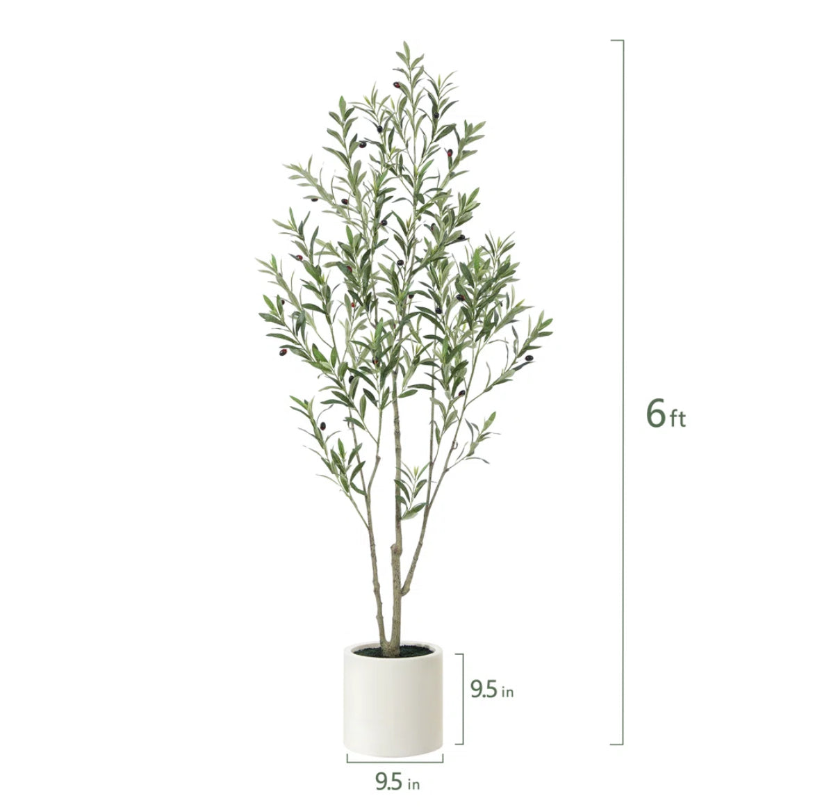 Olive Tree in White Planter