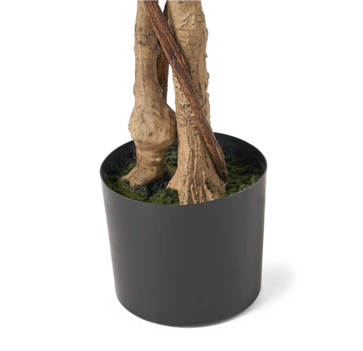 Modern Ficus Tree in Pot