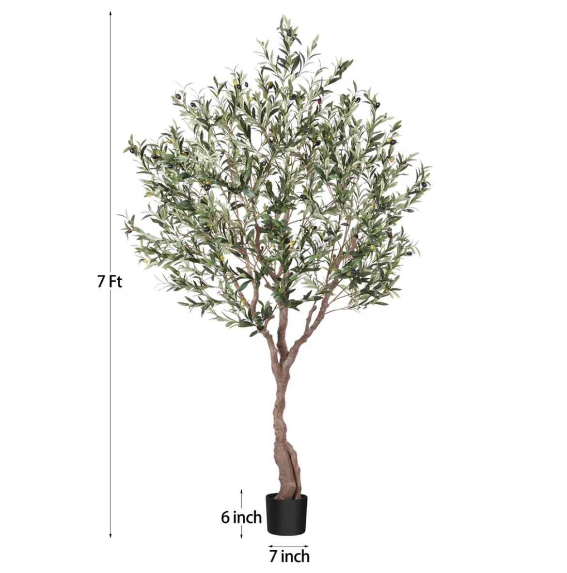 84” Olive Tree in Pot