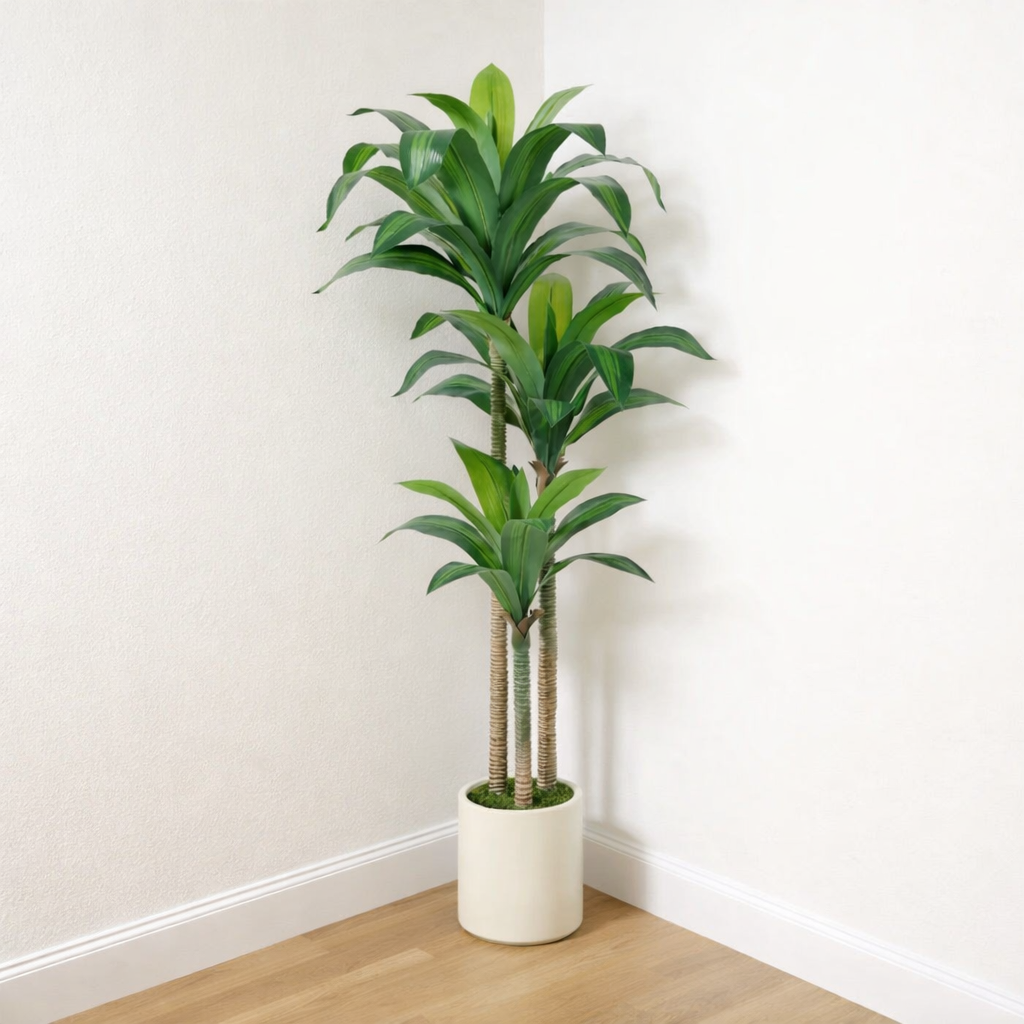60” Dracaena Tree in White Planter
