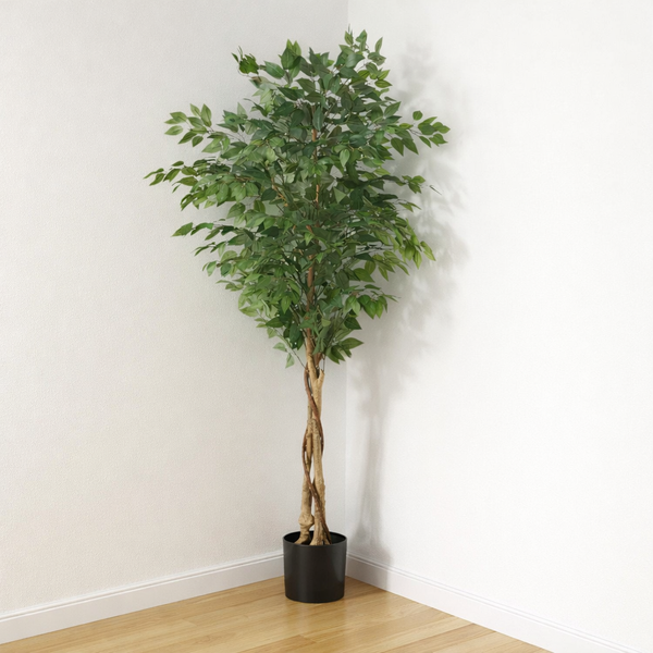 Modern Ficus Tree in Pot