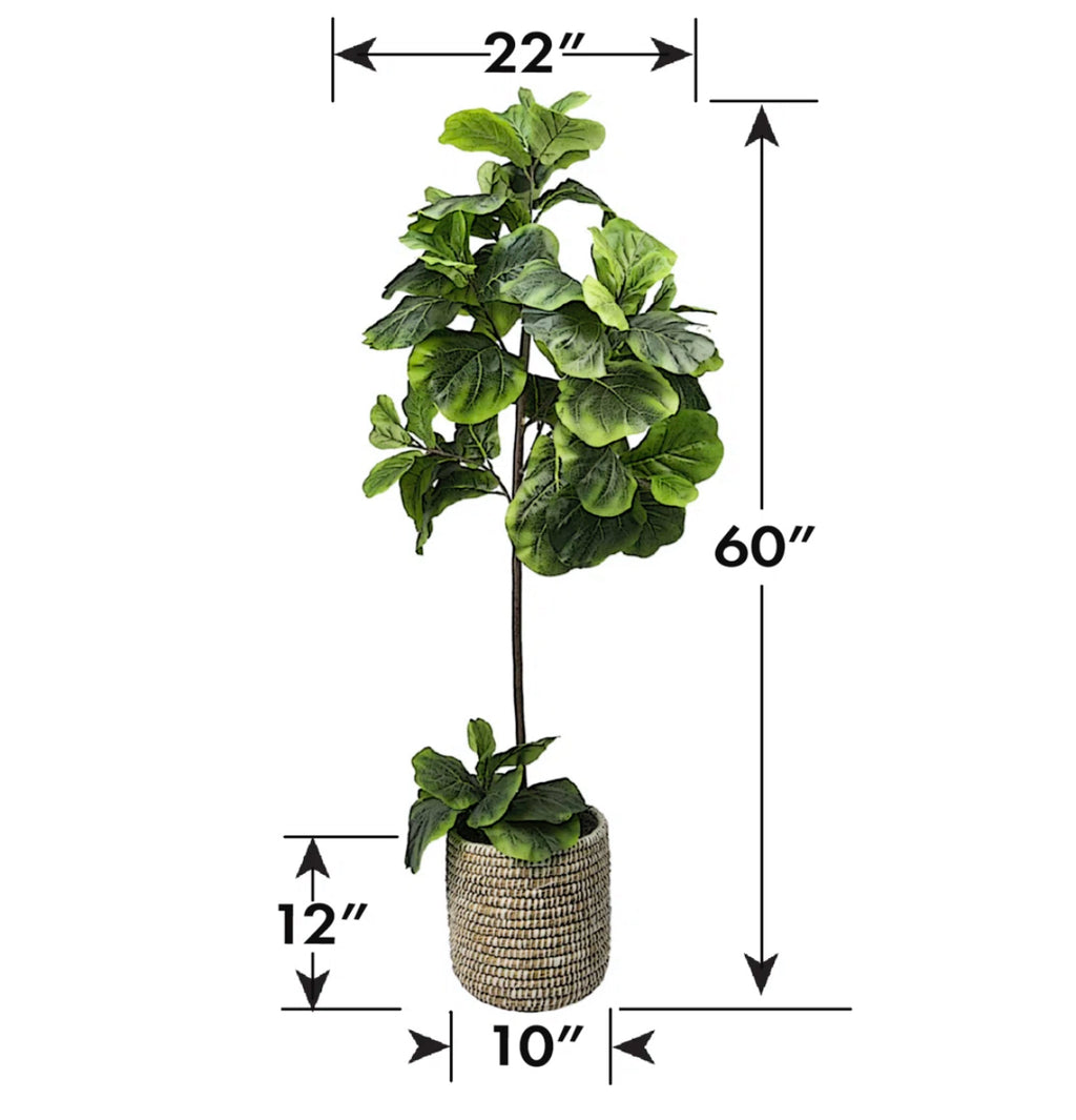 60'' Fiddle Leaf Fig Tree in Wicker/Rattan Basket