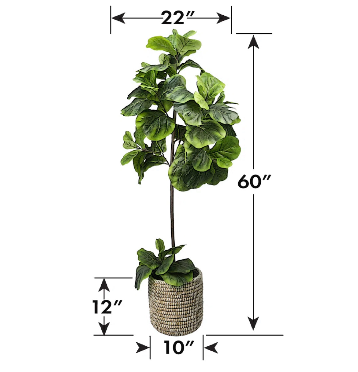 60'' Fiddle Leaf Fig Tree in Wicker/Rattan Basket