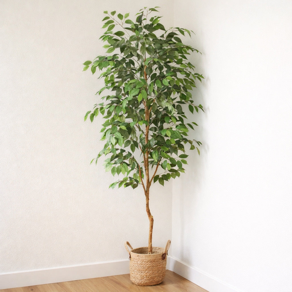 Ficus Tree in Pot w/ Realistic Leaves