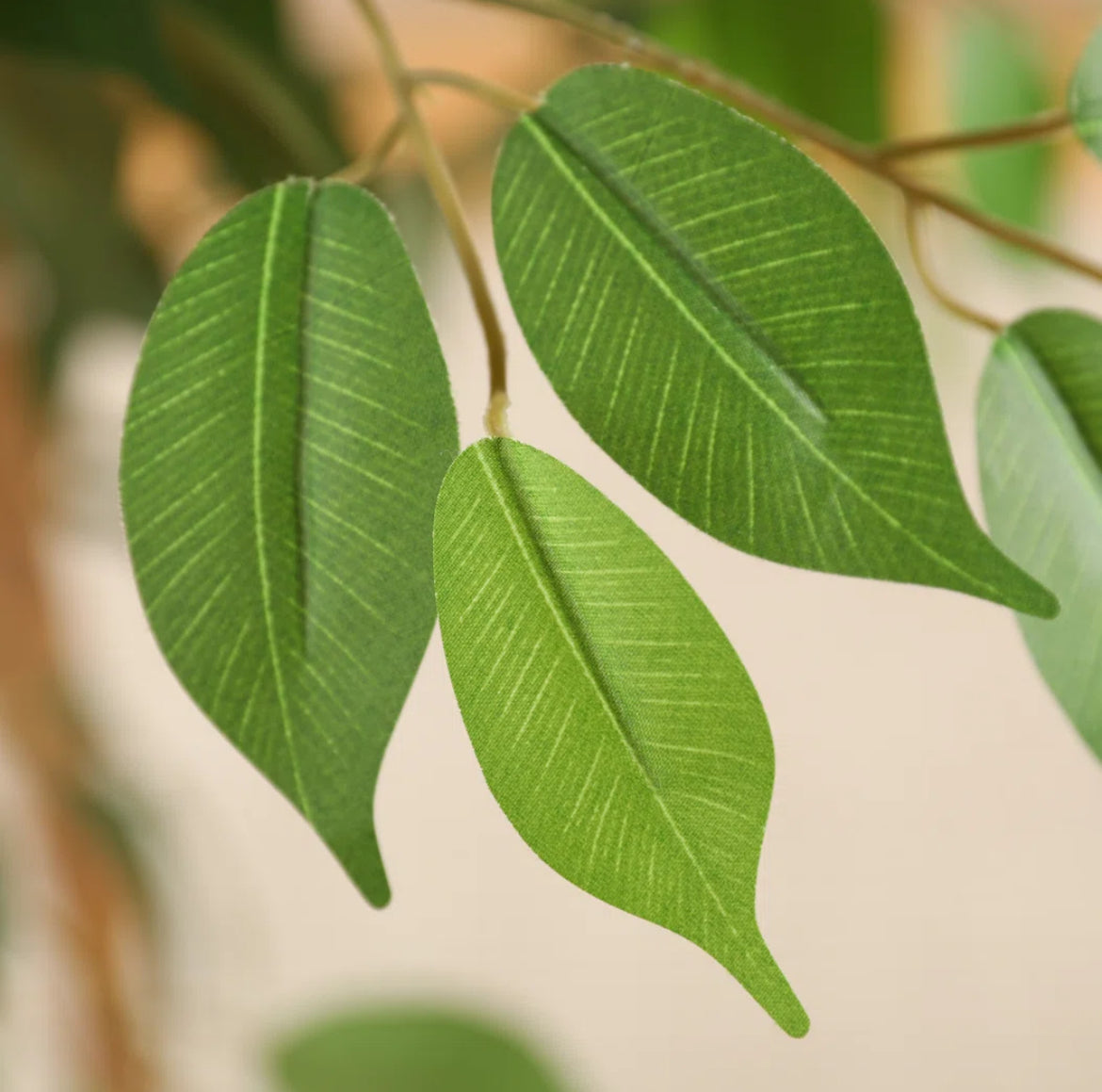 Ficus Tree in Pot w/ Realistic Leaves