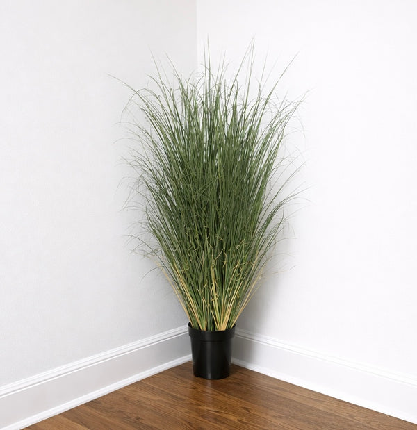 Potted Green Curled Grass