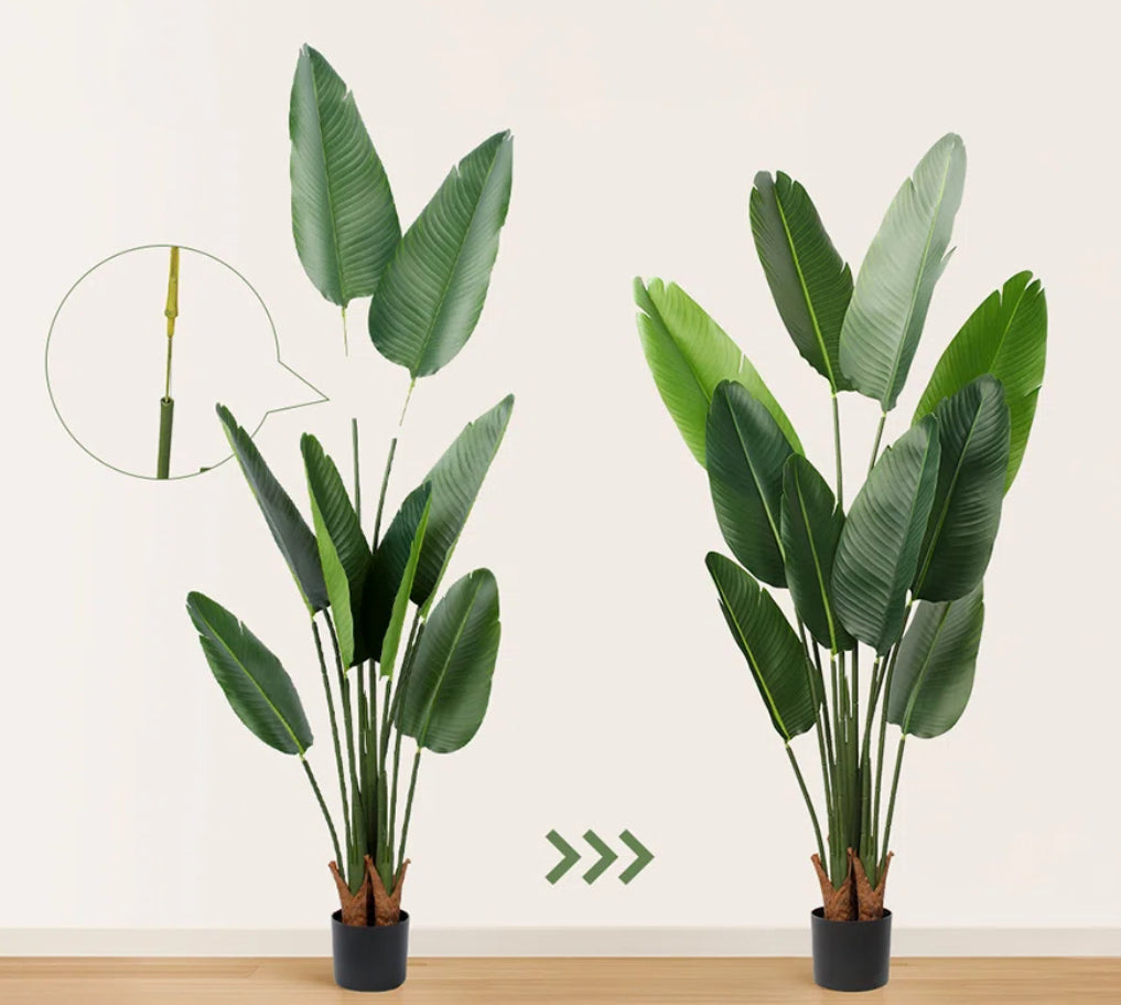 Banana Leaf Tree