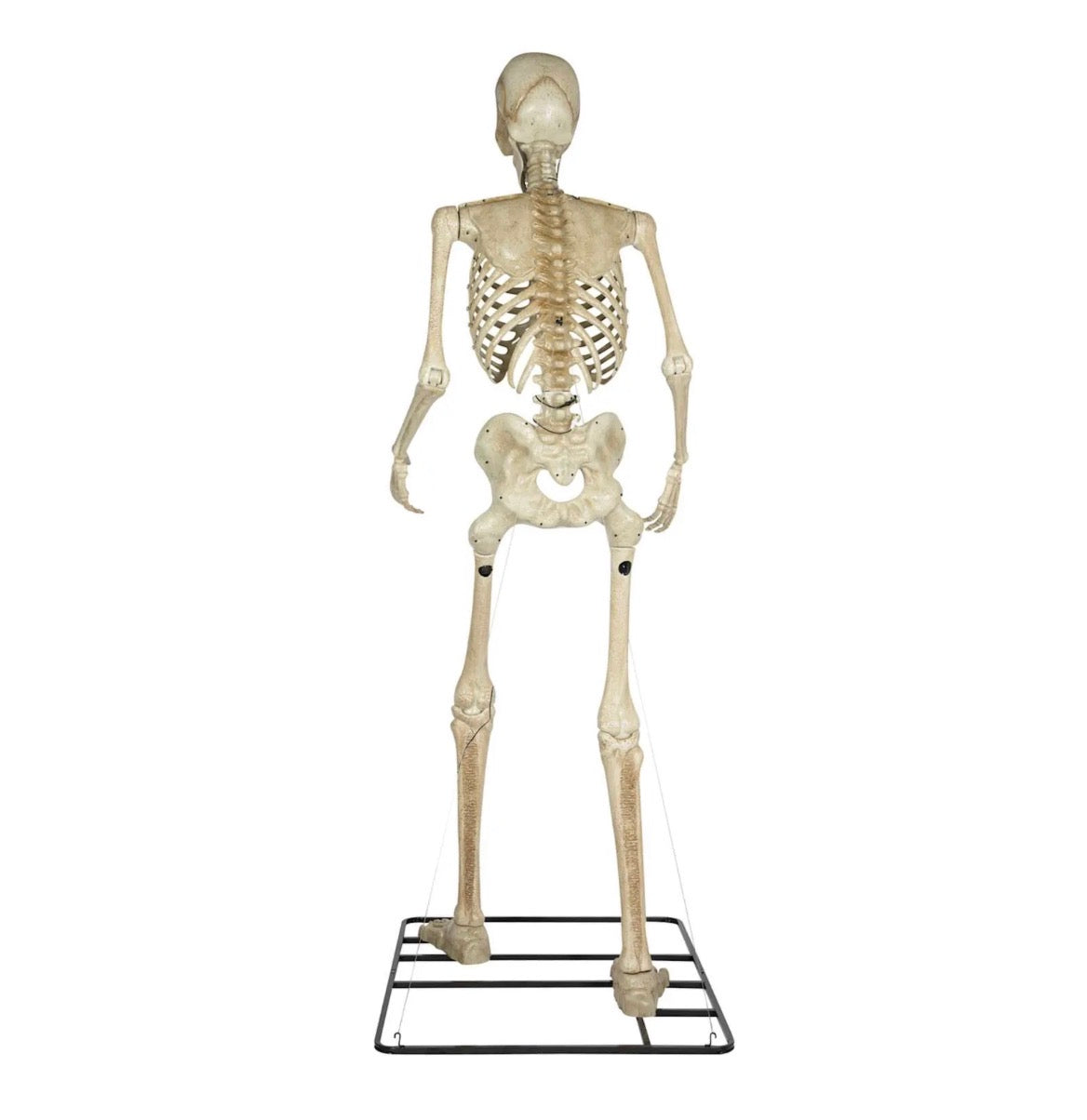 Color Changing Giant Skeleton w/ LED Eyes