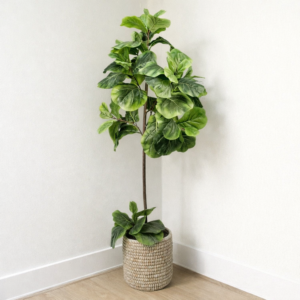 60'' Fiddle Leaf Fig Tree in Wicker/Rattan Basket