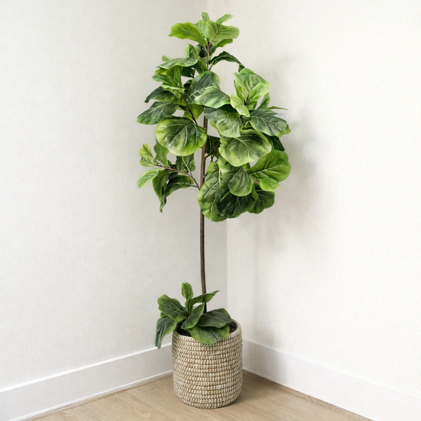 60'' Fiddle Leaf Fig Tree in Wicker/Rattan Basket