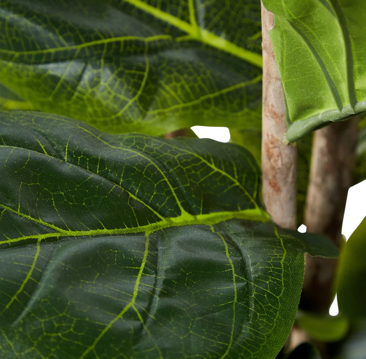 72" Fiddle Leaf Fig Tree