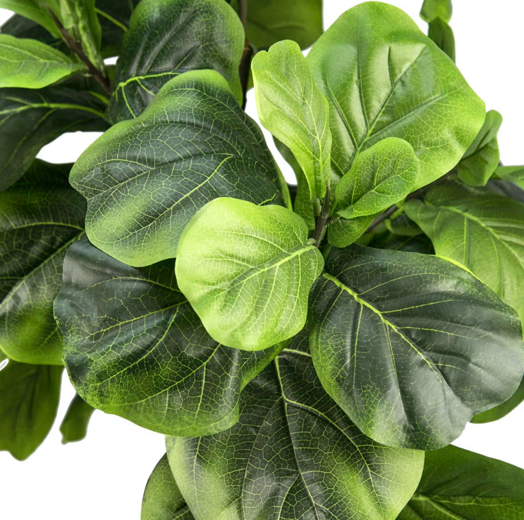 60'' Fiddle Leaf Fig Tree in Wicker/Rattan Basket