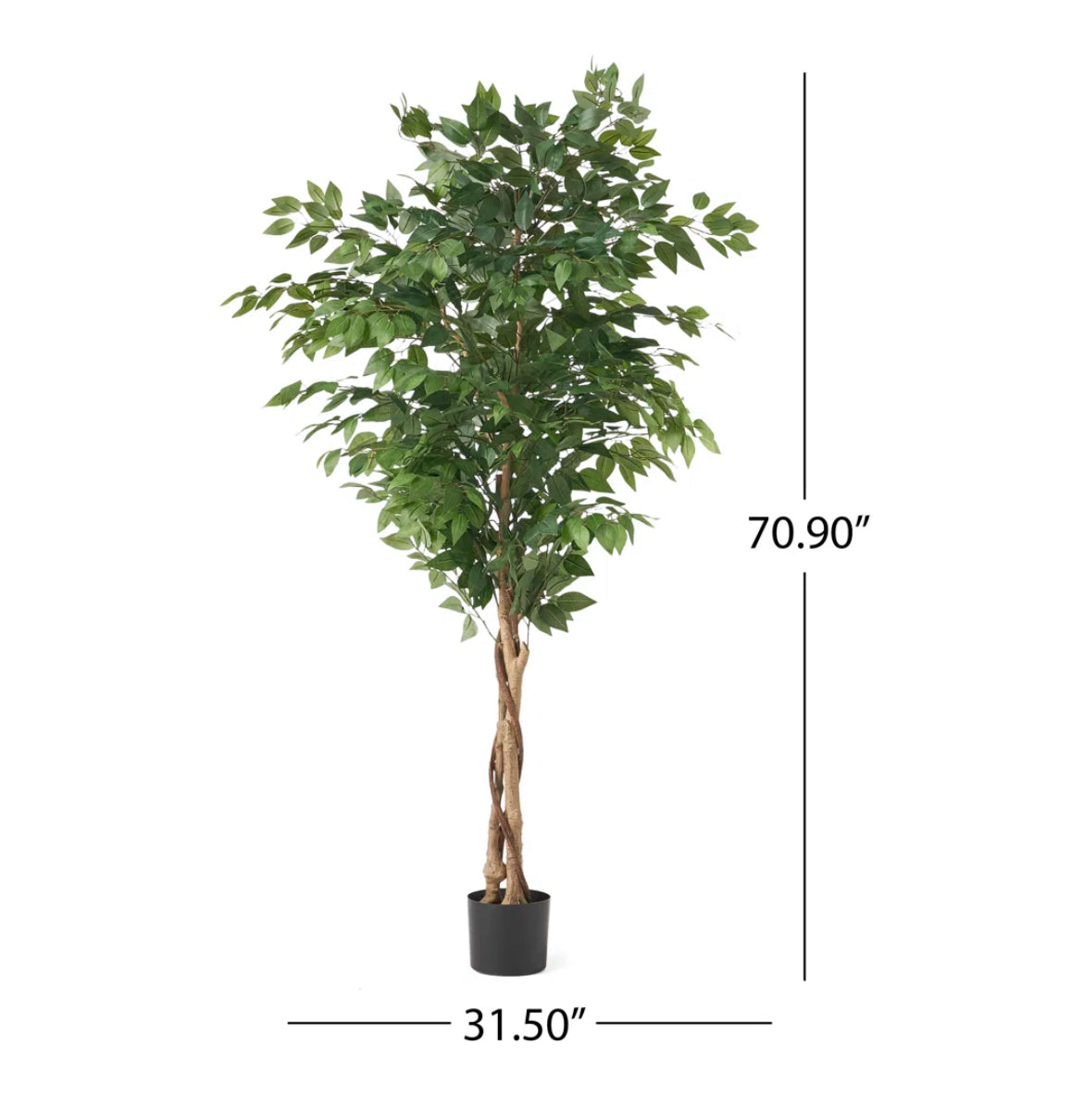 Modern Ficus Tree in Pot