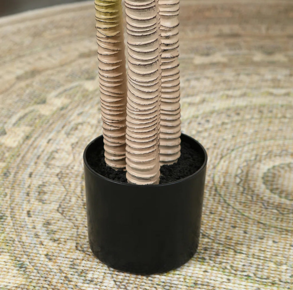 Dracaena Tree in Pot