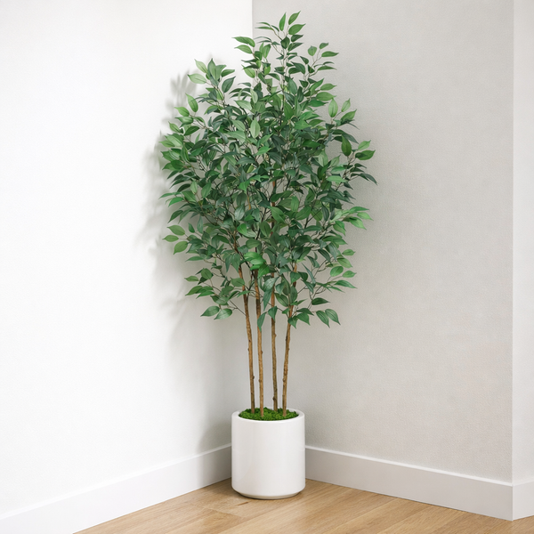 Ficus Tree in White Planter