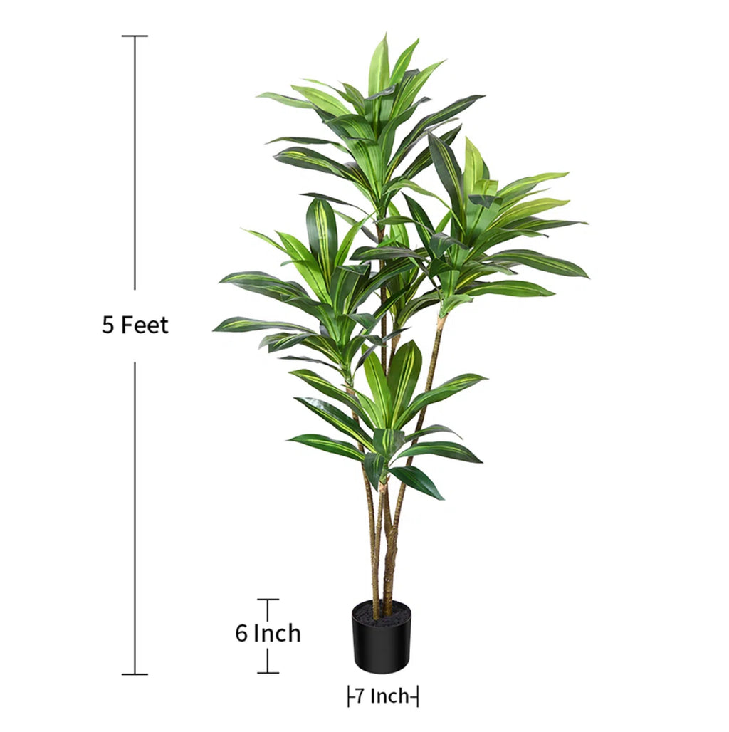 Modern Dracaena Tree in Pot
