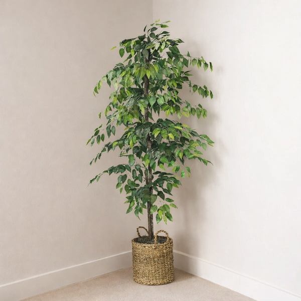 72" Ficus Tree in Basket