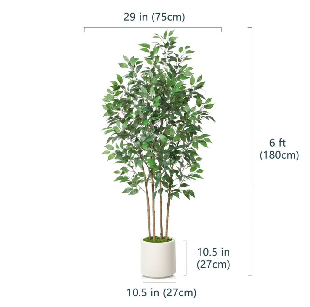 Ficus Tree in White Planter