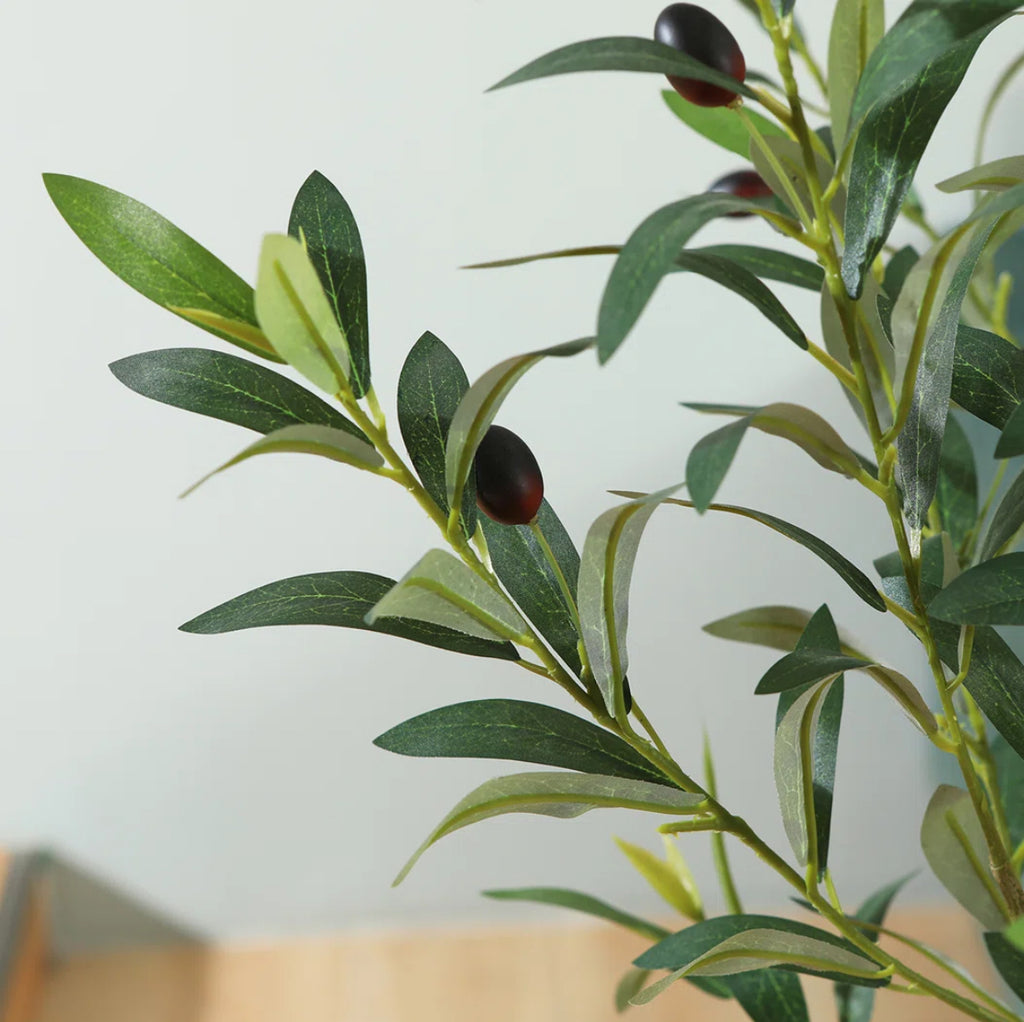 Olive Tree in White Planter