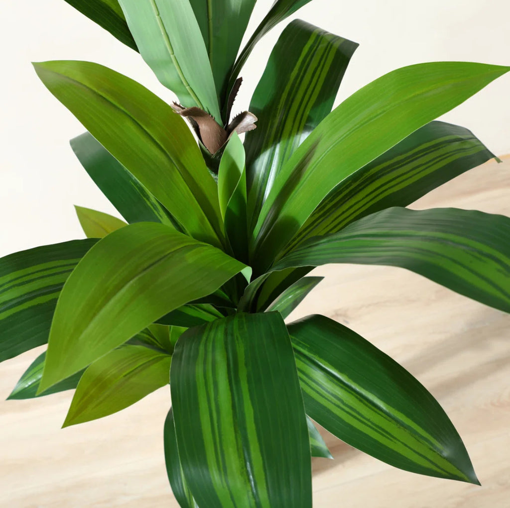60” Dracaena Tree in White Planter