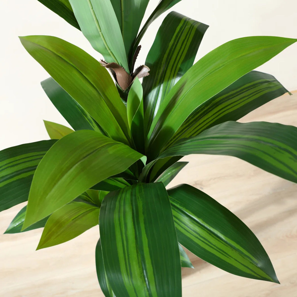 60” Dracaena Tree in White Planter