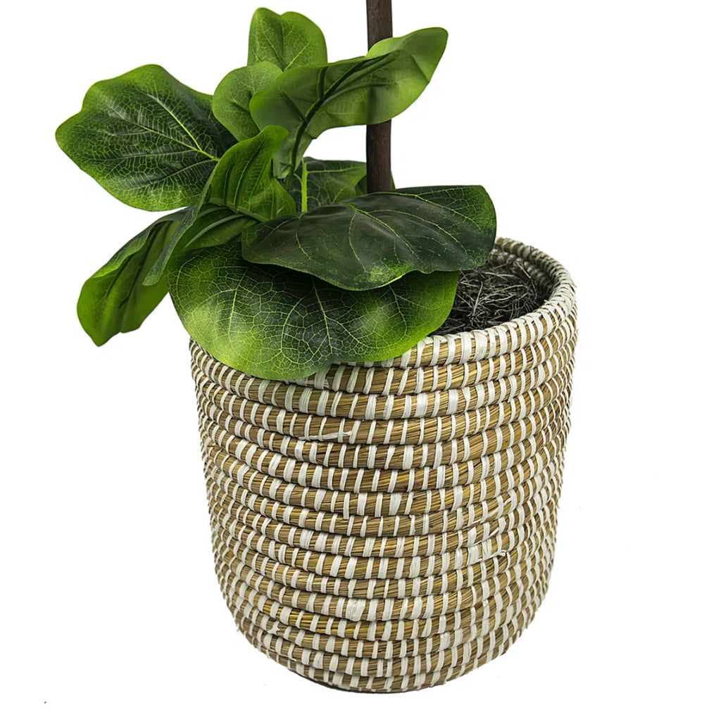 60'' Fiddle Leaf Fig Tree in Wicker/Rattan Basket
