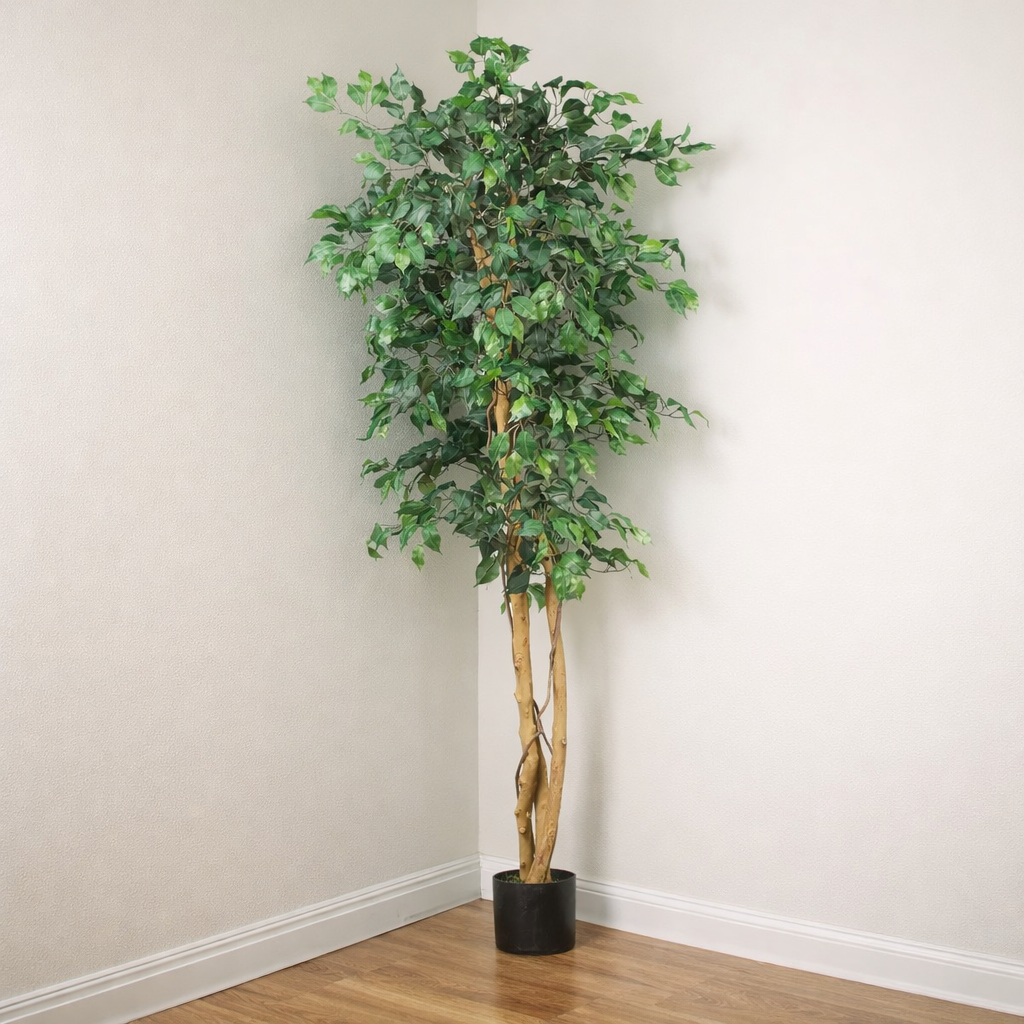 Ficus Tree in Planter