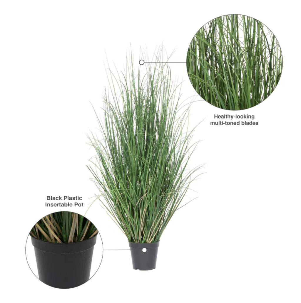 Potted Green Curled Grass