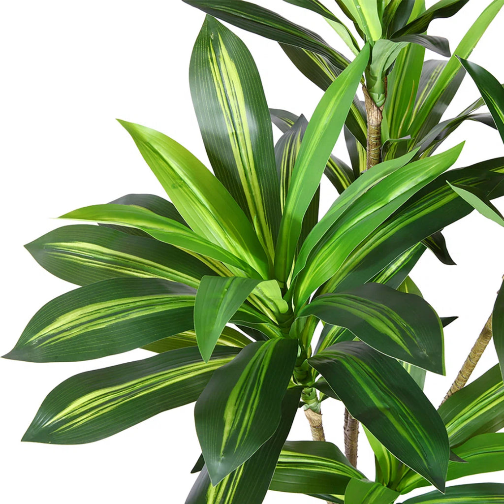 Modern Dracaena Tree in Pot