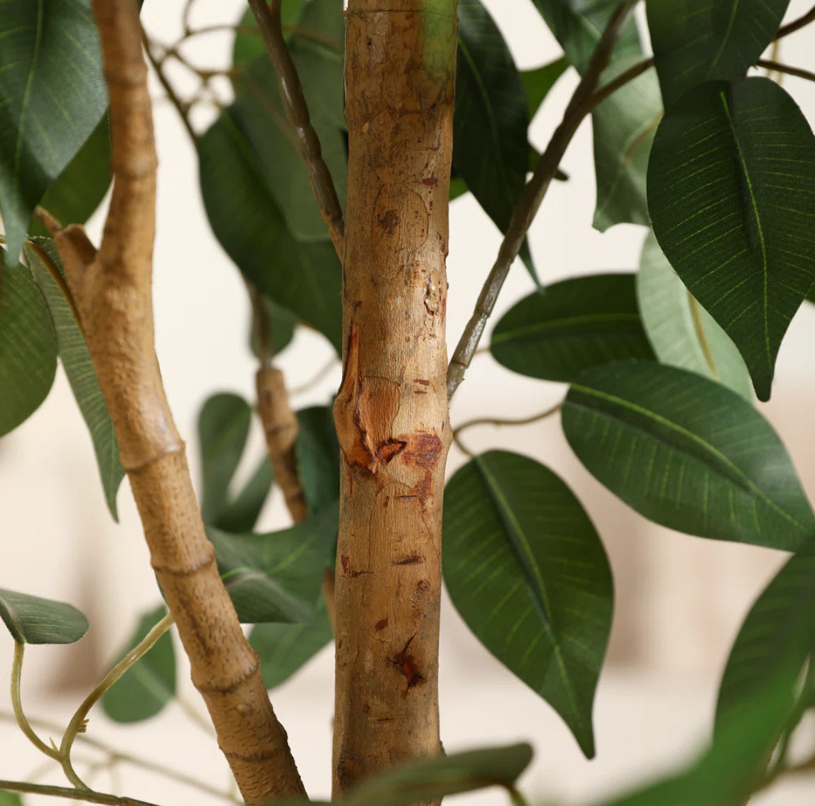 Ficus Tree in Pot w/ Realistic Leaves