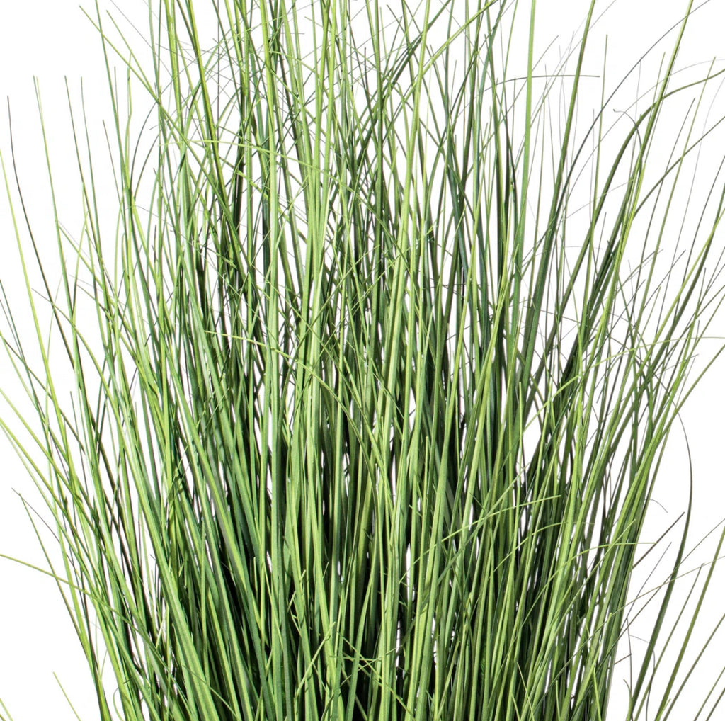 Potted Green Curled Grass
