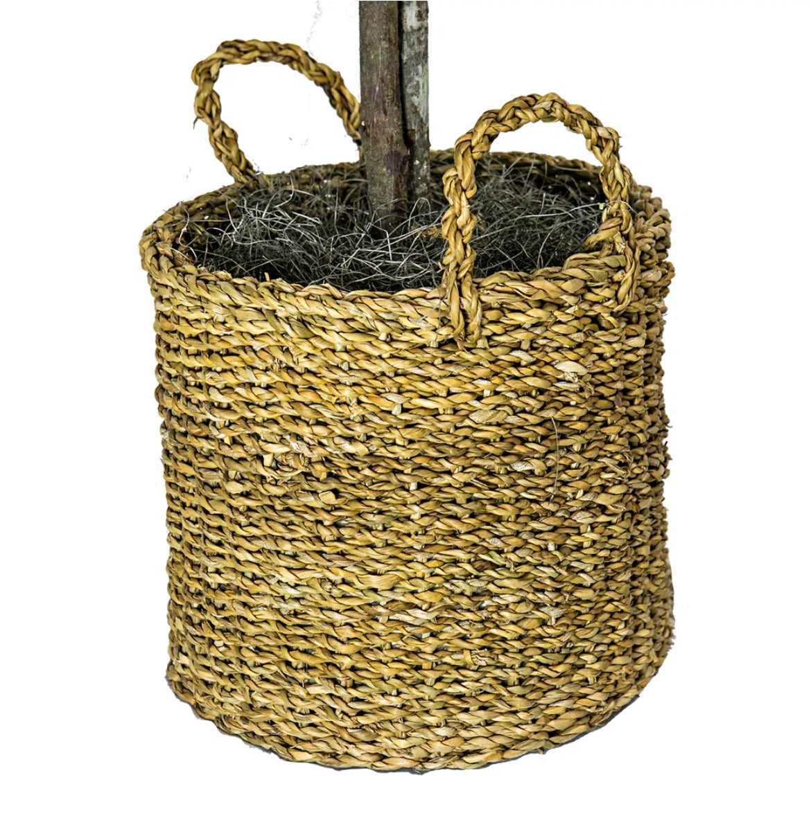 72" Ficus Tree in Basket