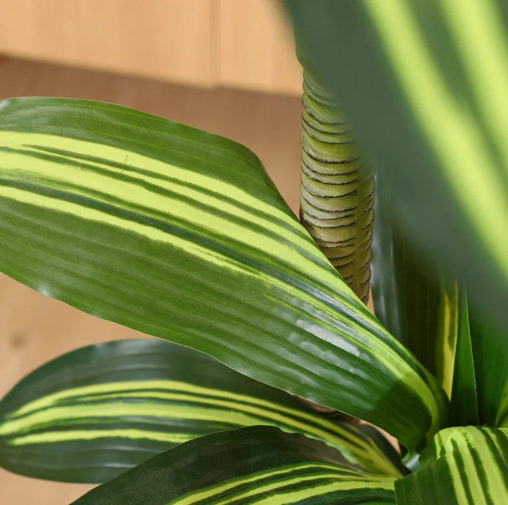 Dracaena Tree in Pot