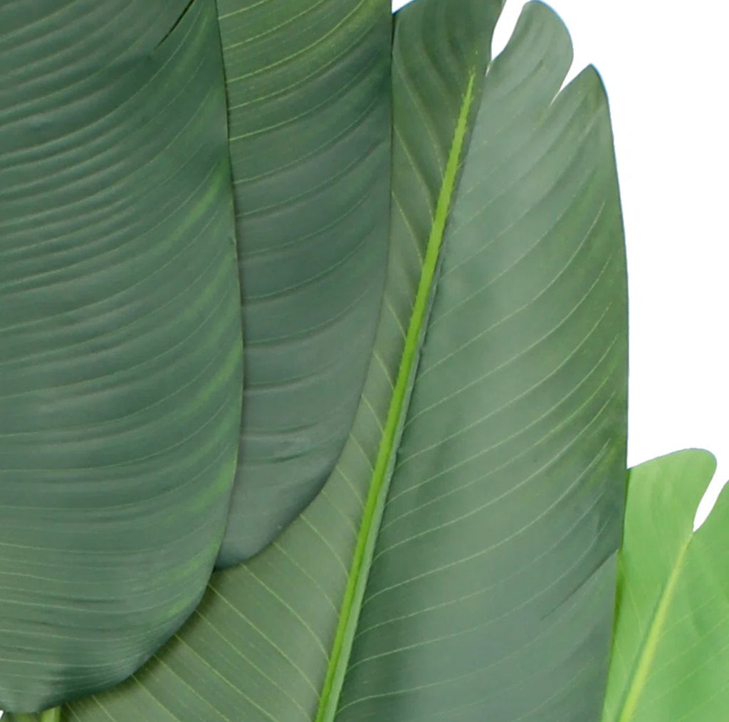 Banana Leaf Tree